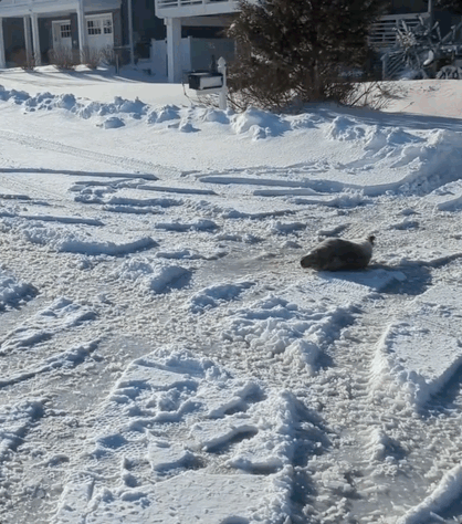 4차로 한가운데서 '쿨쿨'…美도로 점거한 새끼 물범 구조 소동