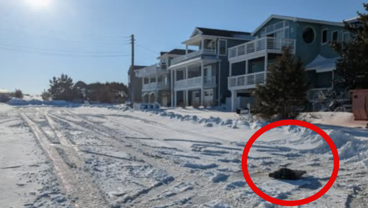 4차로 한가운데서 '쿨쿨'…美도로 점거한 새끼 물범 구조 소동