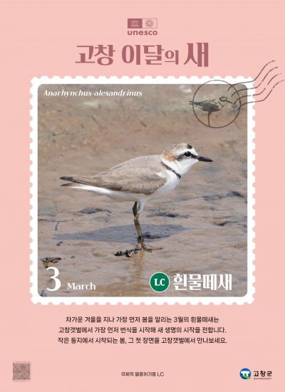 고창군 '고창갯벌 이달의 새'··· '흰물떼새' 선정