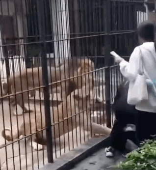 암사자 앞발 내밀어 바지 낚아채자 '아수라장'…먹이 주려던 10세 소녀 '아찔'