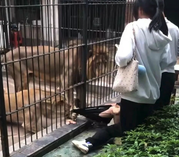 암사자 앞발 내밀어 바지 낚아채자 '아수라장'…먹이 주려던 10세 소녀 '아찔'
