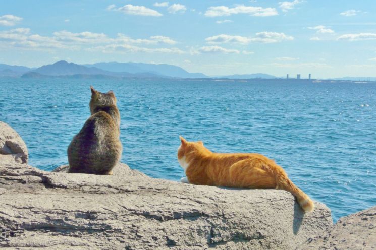 고양이섬·토끼섬 간다…하나투어 2030 '밍글링 투어' 출시