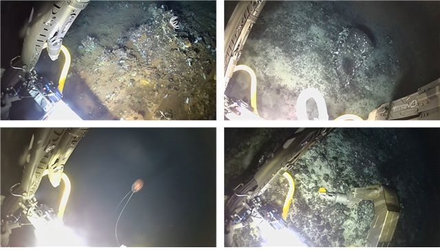 남극 심해 열수 첫 무인잠수정 탐사 성공…열수광석·심해생물 확인[과학을읽다]