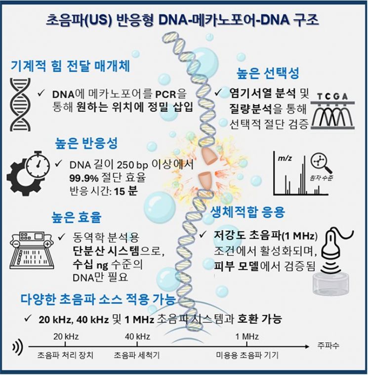 초음파 반응형 DNA-메카노포어-DNA 구조 개념도.