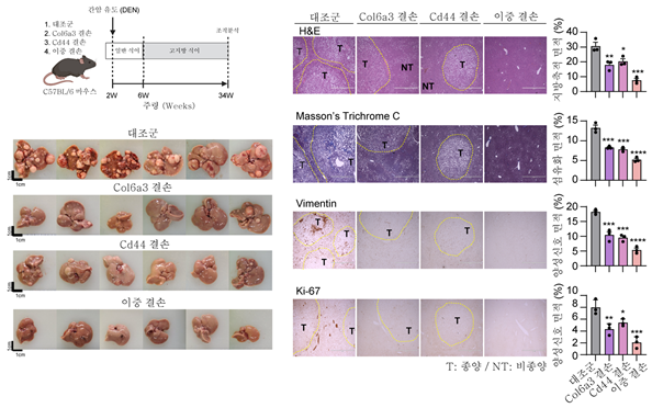 동물실험에서 엔도트로핀과 CD44 단백질 결합을 차단한 효과 검증.