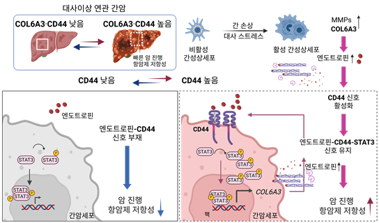 대사 이상을 동반한 간암의 공격성과 항암제 내성 원인 규명.