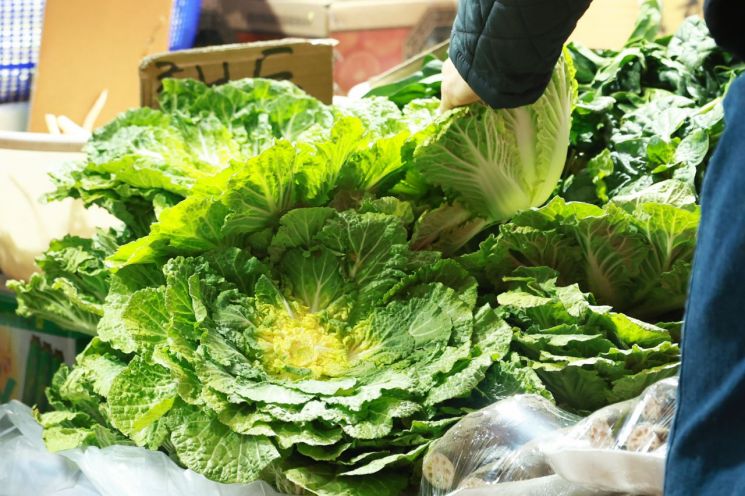 봄동. 연합뉴스