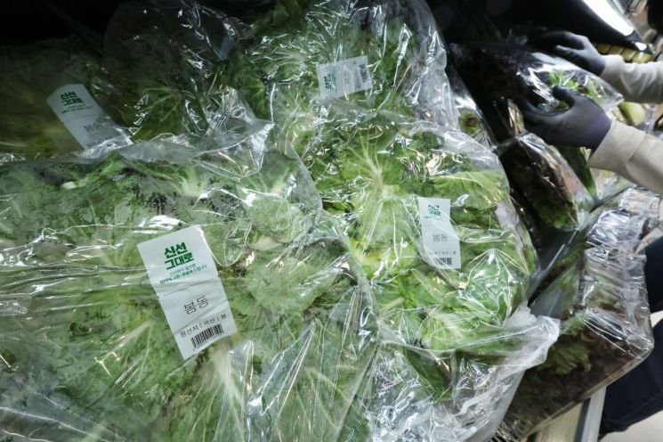 봄동. 연합뉴스