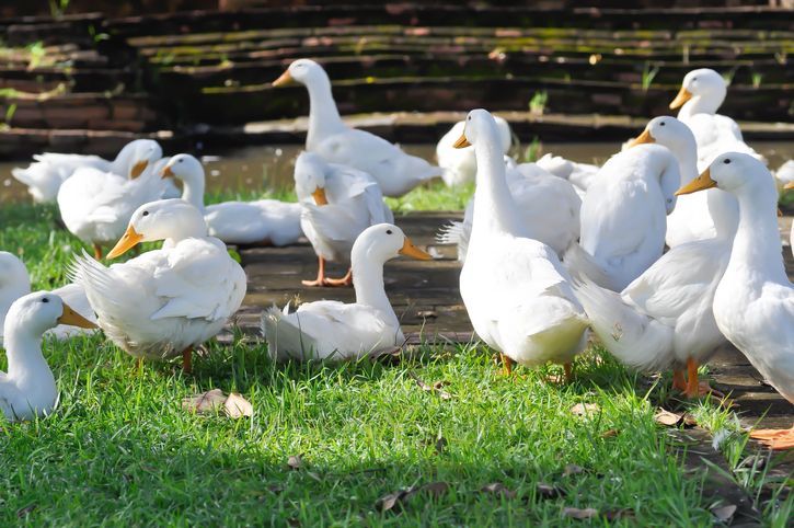 중국에서 한 남성이 오리를 잡아 손질하던 중 위장에서 금 조각을 발견해 화제다. 게티이미지