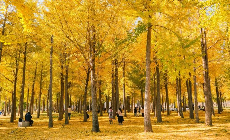 고령 다산 은행나무숲,   경북 관광 인기 급상승 여행지로 각광