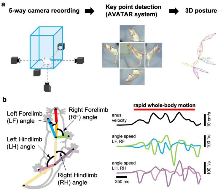 AI 기반 3차원 행동 분석을 통한 별세포 유래 가바의 운동 협응 기능 검증. (a) 다각도에서 촬영한 5대의 카메라 영상을 AI 기반 분석 시스템(AVATAR)으로 처리해 생쥐의 신체 주요 지점 좌표를 추출하고, 이를 바탕으로 3차원 골격 움직임을 재구성했다. (b) 재구성된 3차원 골격 데이터를 분석한 결과, 성체에서 별세포 유래 가바가 결손될 경우 사지 움직임의 독립성이 감소해 운동 협응 능력이 저하되는 것으로 나타났다. 연구팀 제공