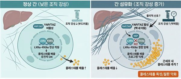 간 조직 강성에 따른 간세포 콜레스테롤 축적 기전 모식도. 정상 간에서는 YAP/TAZ가 비활성 상태로 핵 밖에 머물며 LXRα-RXRα 복합체가 작동해 콜레스테롤 배출이 유지된다(좌). 반면 간 섬유화로 조직 강성이 증가하면 YAP/TAZ가 활성화돼 핵으로 이동하고 LXRα 기능이 억제되면서 간세포 내 콜레스테롤이 축적된다(우). 연구팀 제공