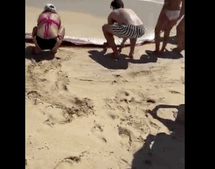 모래사장 위에서 몸부림치던 산갈치를 본 피팅어의 여동생은 곧바로 바다로 돌려보내기 위해 나섰고, 주변에 있던 관광객들도 합류해 약 5명이 함께 산갈치를 다시 바다로 밀어 넣었다. 뉴욕포스트