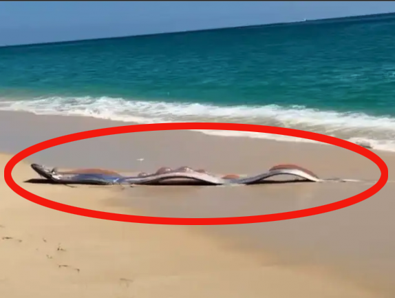 "종말의 물고기 두 마리나?"…해변에 나타난 '희귀 어종' 관광객 반응이