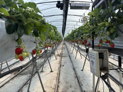 전남 곡성군이 수출 딸기 농업인 연구회 농가를 대상으로 금실 딸기 재배 기술 교육과 맞춤형 현장 컨설팅을 추진하며 해외시장 경쟁력 강화에 나섰다. 사진은 금실재배 딸기 하우스 전경. 전남 곡성군 제공