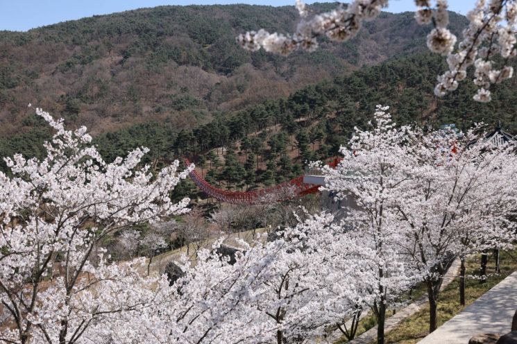 산청군, 동의보감촌 무릉교 벚꽃