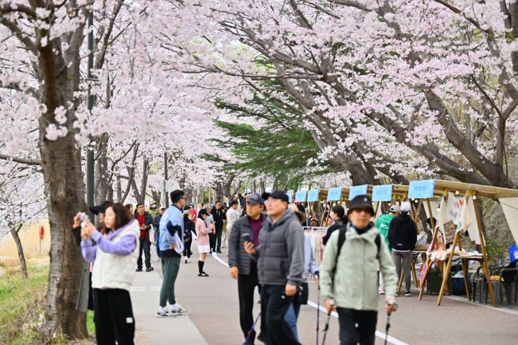2025年4月英郎湖樱花节当时的景象。束草市提供