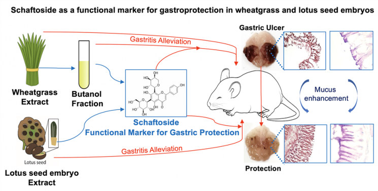 연구 성과 요약도. 과학기술연합대학원대학교