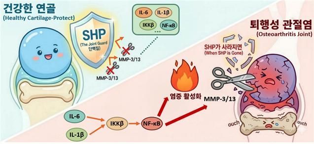 退行性关节炎中 SHP(NR0B2)的软骨保护作用及其通过调节 IKKβ/NF-κB 信号抑制软骨基质分解酶表达机制的示意图。韩国生命工学研究院提供