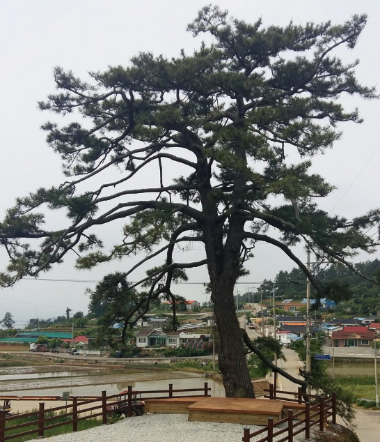 A pine tree said to have been planted by the Confucian scholar Lee Gwangsa about 250 years ago while he was exiled in Geumgok Village, Sinjido, Wando. This pine tree was designated as a protected tree by Wando County in 2015. Provided by Wando County, Jeollanam-do