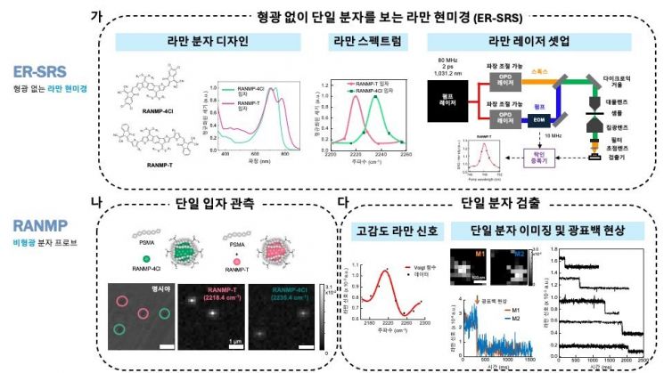 형광 없이 단일 분자를 관찰할 수 있는 라만 현미경 기술이 개발됐다. 한국연구재단