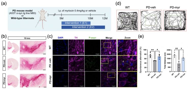 Myriosin 对帕金森病小鼠的病理及行为具有恢复作用。