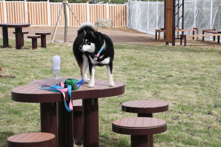 한울공원 반려견 놀이터 모습. 시흥시 제공