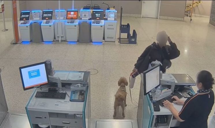 공항에서 반려동물과 함께 비행기를 이용하려면 사전 예약, 예방접종 증명서, 검역 서류 등 다양한 조건을 충족해야 한다. 특히 국가 간 이동의 경우 검역 기준이 까다롭기 때문에 준비 없이 공항을 찾았다가 탑승이 거부되는 사례가 미국에서는 종종 발생한다. CBS