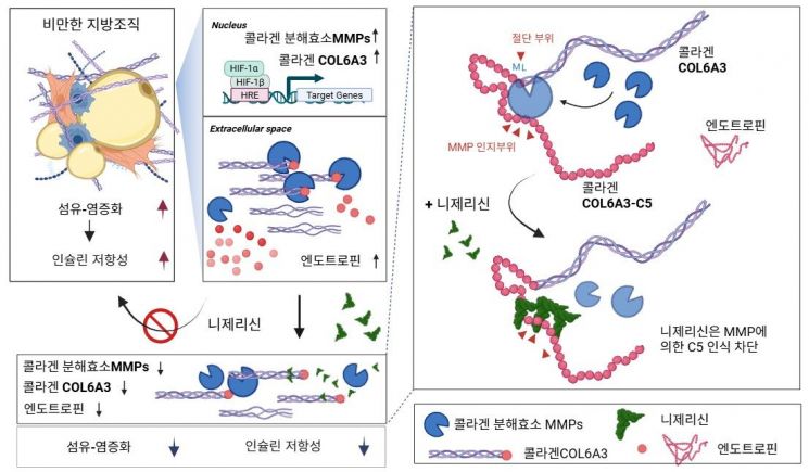 니제리신이 콜라겐의 절단을 막아 엔도트로핀 생성을 억제하는 과정.