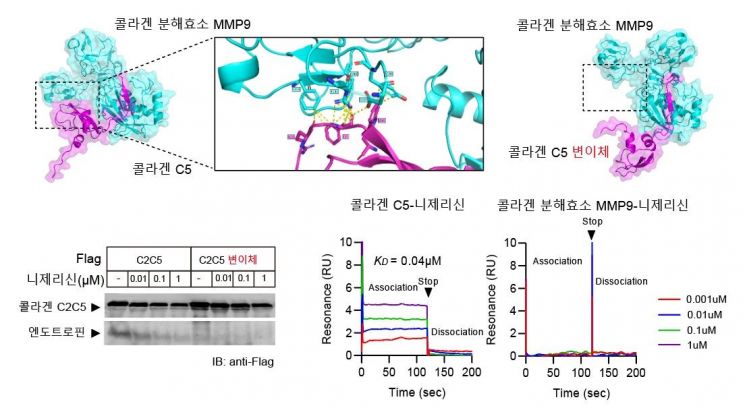 니제리신이 콜라겐과 단백질 분해 효소간의 결합을 차단하는 기전 분석.