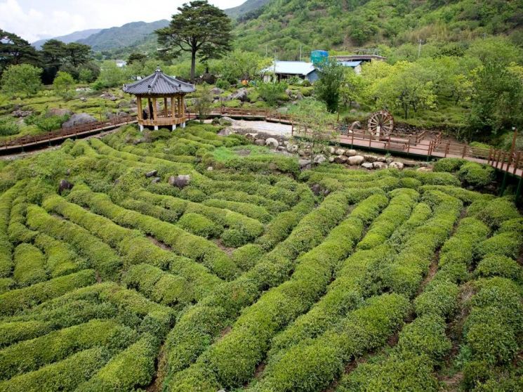 하동야생차밭 사진