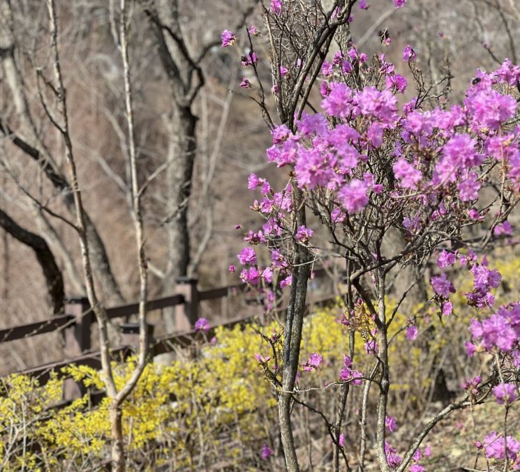 진주시, 월아산 숲속 진달래 개나리 사진