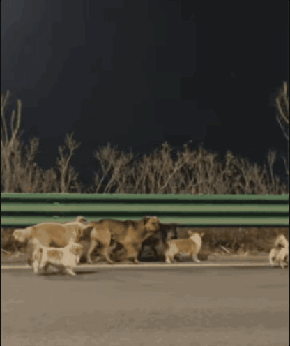 앞서 지난 16일 중국 지린성 창춘 인근의 한 고속도로에서 개 7마리가 무리를 이루어 이동하는 장면이 포착됐다. 당시 이를 목격한 시민은 "마치 곤경에 처한 형제들이 서로를 의지하며 이동하는 것 같았다"며 일반적인 떠돌이 개들과는 전혀 다른 분위기였다고 전했다. 더우인이들은 약 17㎞에 달하는 거리를 이동하면서도 무리를 유지했다. 낯선 도로와 위험한 환경 속에서도 각자의 감각, 특히 후각에 의지해 방향을 잡은 것으로 보인다. 더우인