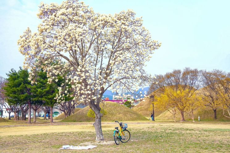 노서동 고분군. 경주시 제공