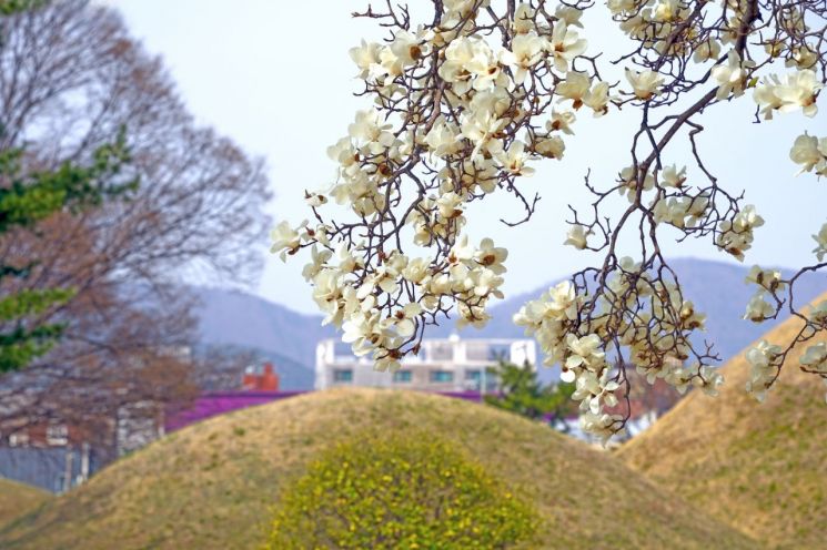 노서동고분군. 경주시 제공