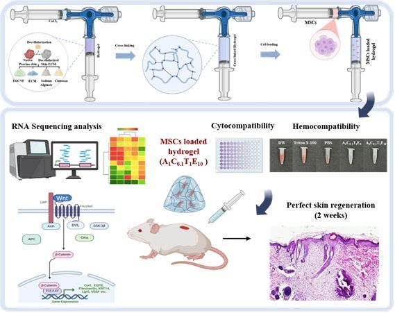 다기능성 하이드로겔 제조 및 줄기세포 탑재부터 생체·혈액 적합성 평가, 창상 치유 및 조직 재생능 검증, RNA 분석 기반 치료 기전 규명까지의 연구 과정 모식도/순천향대