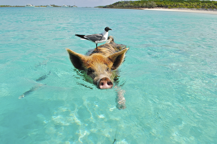 북대서양 카리브해 바하마. 픽사베이