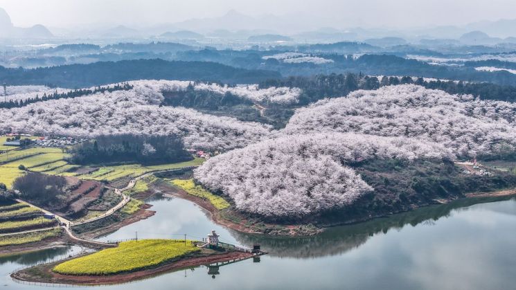 중국 남서부 구이저우성 구이안신구에서 벚꽃이 피어난 모습. 신화통신연합뉴스