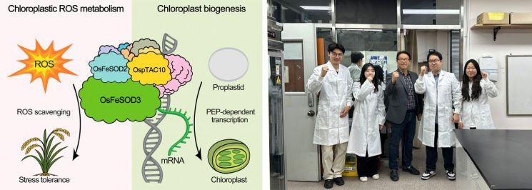 （自左起）示意图显示由该蛋白质同时调控叶绿体发育和抗逆性，及Jang Gyupil教授课题组的实验照片。全南大学提供