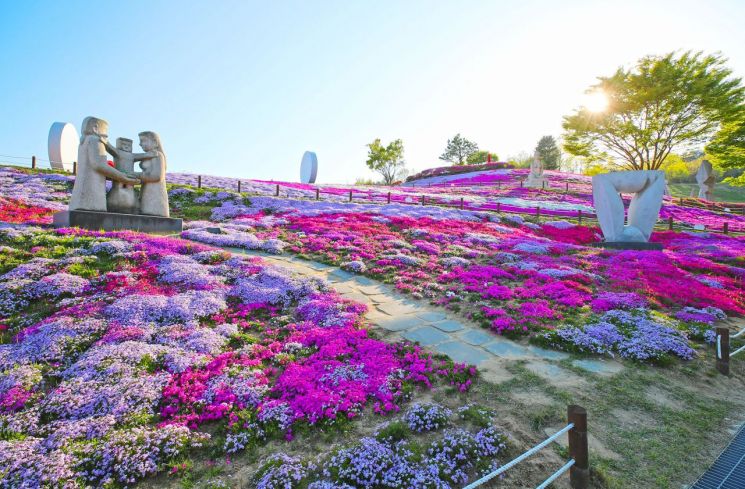 산청군, 생초면 국제조각공원 꽃잔디 사진