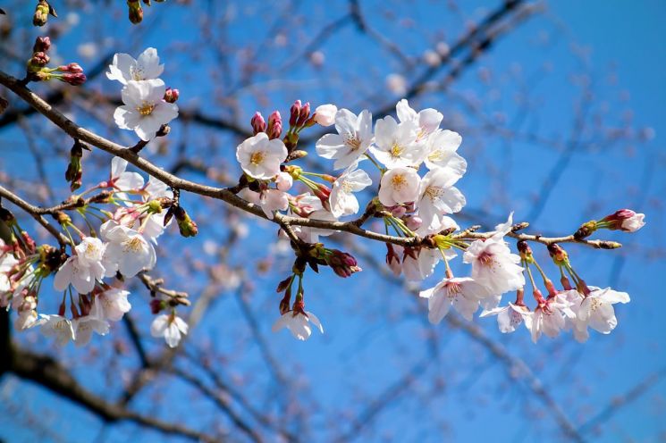 벚꽃 이미지. 픽사베이.