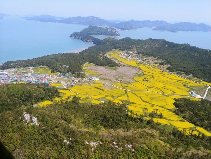 在珍岛观梅岛的自然风光之上，金黄油菜花海铺展开来。珍岛郡提供