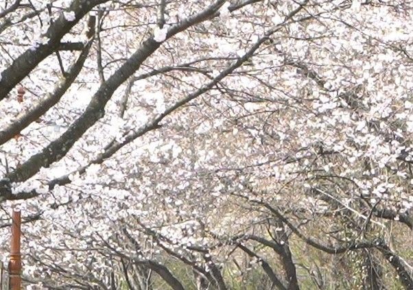 罗州韩水堤樱花如白雪绽放，美不胜收。罗州市提供