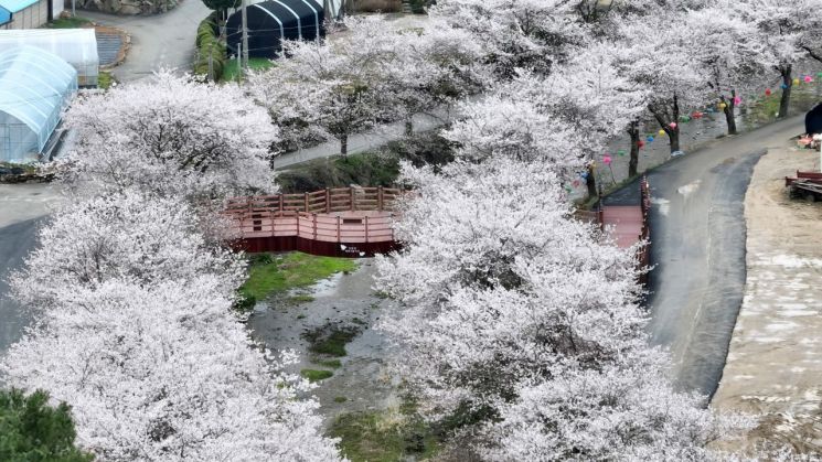 남종면 벚꽃길. 경기 광주시 제공