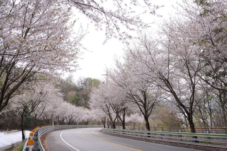 남종면 벚꽃길. 경기 광주시 제공
