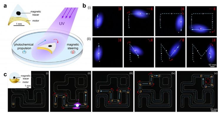 광화학 연료 방출 기반 마이크로 로봇 추진 및 자기장 방향 제어. (a)PET 필름 기판에 연료 운반 분자를 코팅하고 자성 입자를 포함해 마이크로 로봇을 제작했다. (b)물 위에서 자외선 조사로 연료를 방출해 로봇이 전진하며, 자기장으로 이동 방향을 제어한다. (c)자외선과 자기장을 조절해 마이크로 로봇이 복잡한 궤적을 따라 이동한다. 김형우 전남대 교수 제공