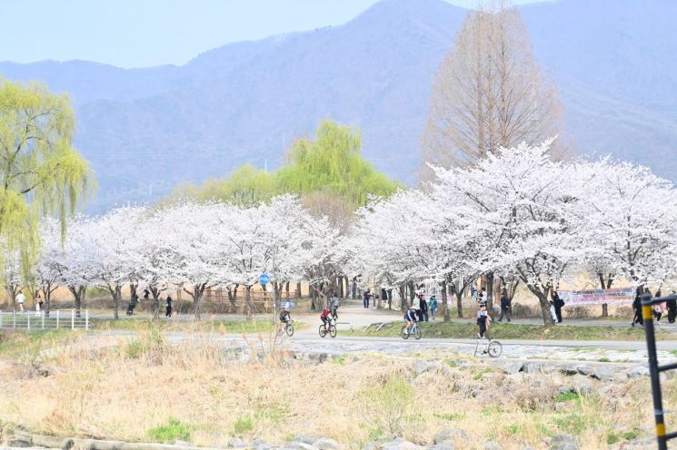 河城市（市长 Lee Hyeonjae）在城区各处栽植的樱花竞相盛开，为市民呈现出昼夜皆美的春日景致。河城市提供