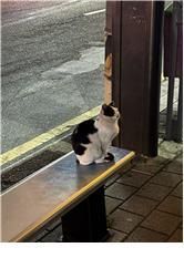 스마트 냉온열 의자는 때론 길고양이가 머무는 작은 피난처도 된다. 한 트위터리안이 올린 스마트 냉온열 의자에 올라간 고양이 사진.