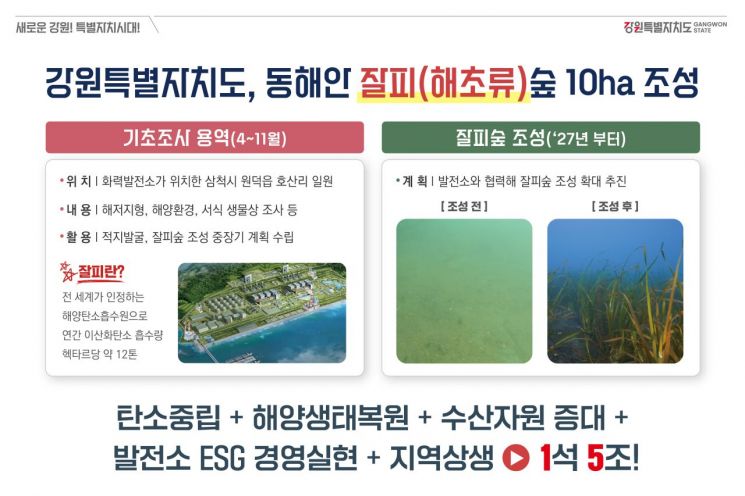 잘피숲 조성. 강원도 제공