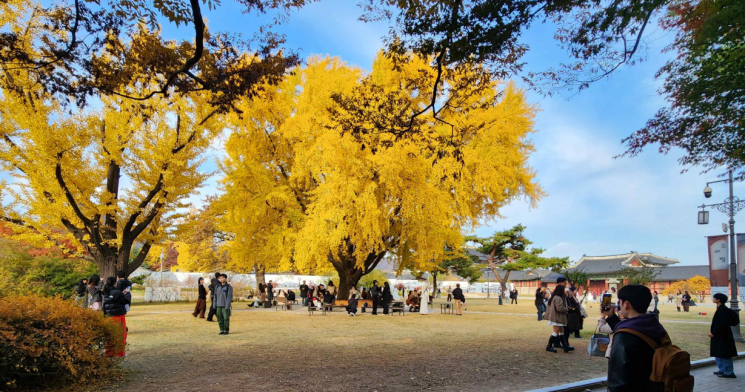 국립고궁박물관 야외 은행나무.